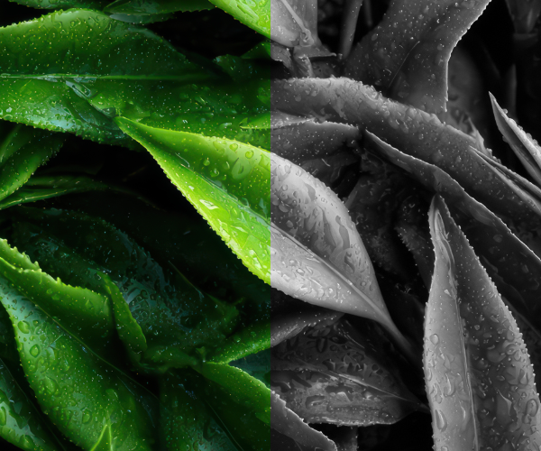 Natural Caffeine