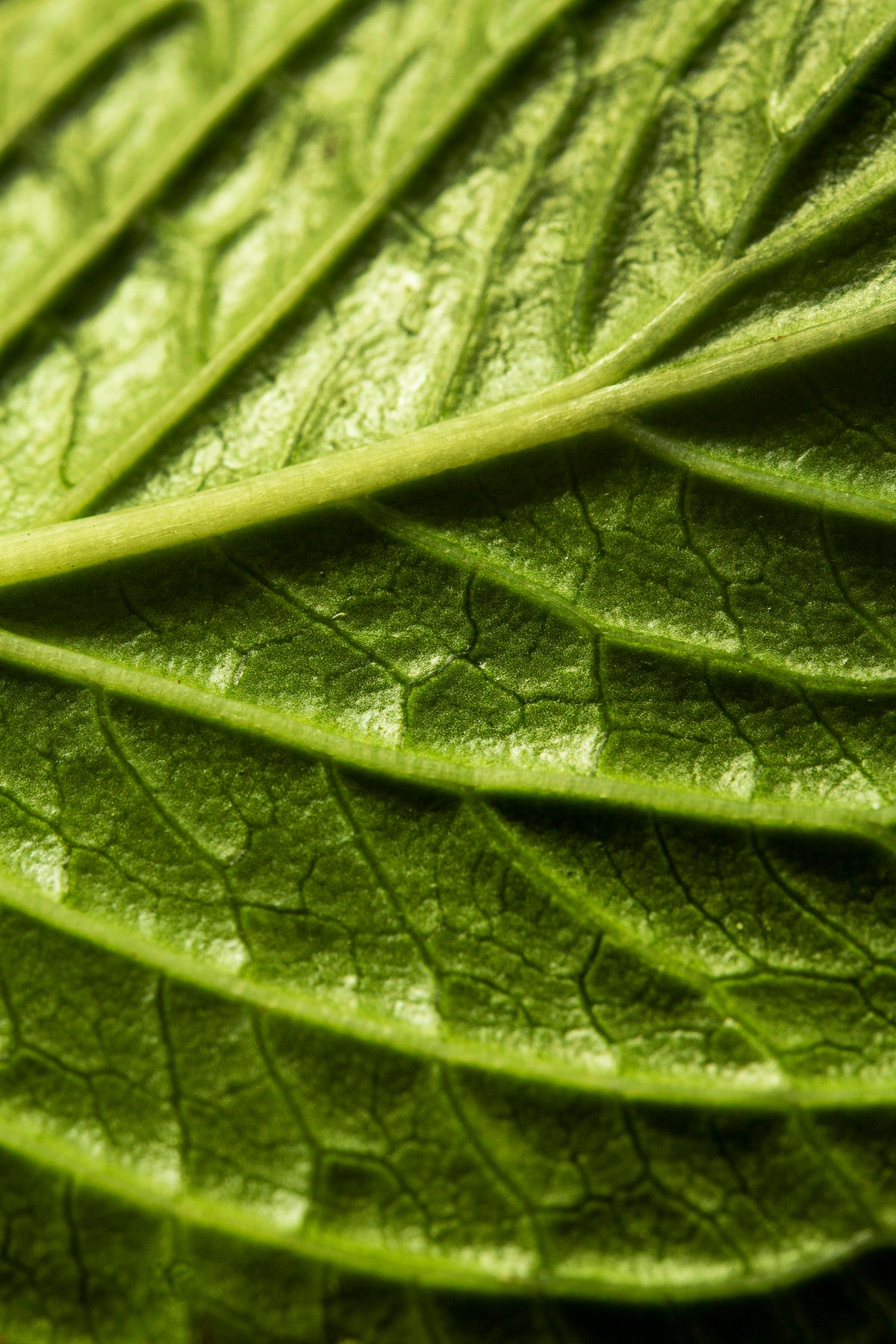 Green tea leaves